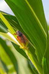 huge cicada sit on corn stem, wild animal background