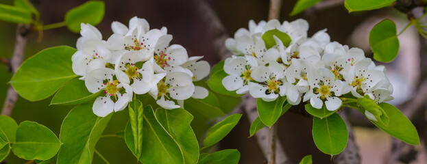 closeup apple tree branch in blossom, natural spring background