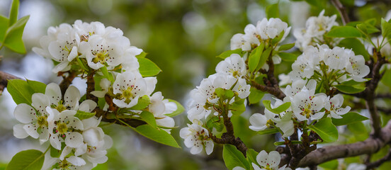 closeup apple tree branch in blossom, natural spring background