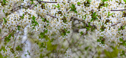 closeup cherry tree branch in blossom, natural spring background