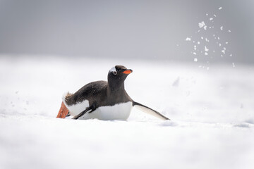 Gentoo penguin sliding through snow on belly © Nick Dale