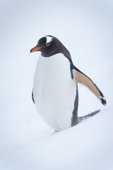 Gentoo penguin standing on slope in snow
