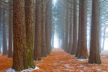 fir tree grove in dense blue mist natural background