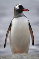 Fototapeta premium Gentoo penguin stands behind rock shaking head