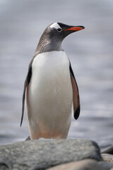 Naklejka premium Gentoo penguin stands behind rock turning head