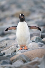 Gentoo penguin stands facing camera flippers extended © Nick Dale