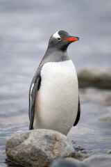Gentoo penguin stands behind rocks eyeing camera
