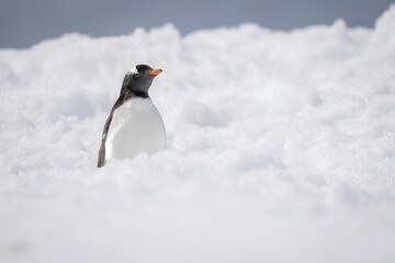 Gentoo penguin stands half-hidden by snow bank