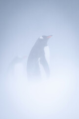 Gentoo penguin stands in profile in snow