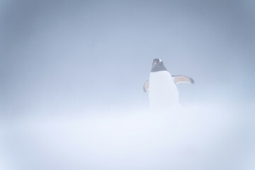 Gentoo penguin stands in snowstorm lifting flippers © Nick Dale