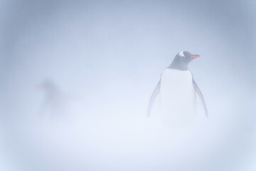 Gentoo penguin stands in snowstorm watching camera