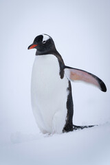 Gentoo penguin stands in snow lifting flipper