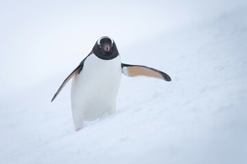 Gentoo penguin stands leaning forward on snow