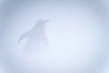 Gentoo penguin stands in snowstorm facing away