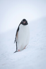 Gentoo penguin stands in snow on slope