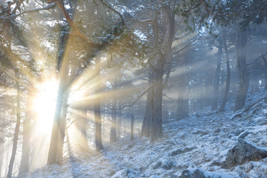 forest on snowbound mount slope in light of sparkle sun, winter mountain landscape