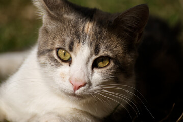 Cute cat outdoor in the garden