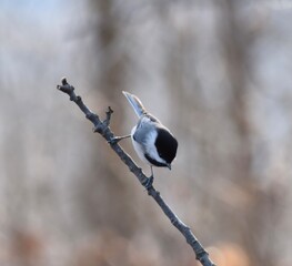 Carolina Chickadee on a branch looking down. 