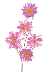 Obraz na płótnie Canvas anemone flower isolated
