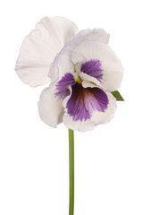 pansy flower