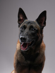 Malinois dog on a gray background. Beautiful pet in the studio