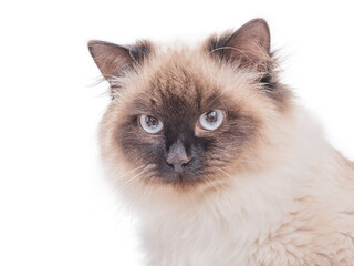 Cat breed Neva masquerade color color point. Purebred beautiful cat isolate.