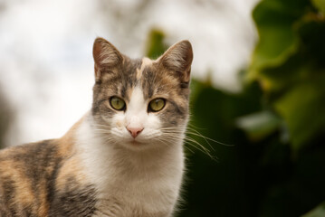 Cute cat outdoor in the garden