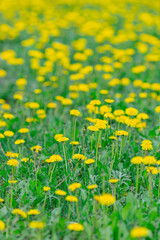 field of beautiful yellow dandelions in summer