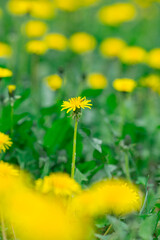 field of beautiful yellow dandelions in summer