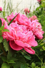pink peony flower