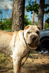 english bulldog puppy