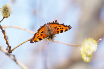 Butterfly (Nymphalis urticae) on a spring blurry background.Butterfly -urticaria close-up on a willow branch.Natural spring background.