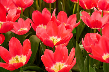 Fototapeta premium Bulb field red tulips with yellow heart