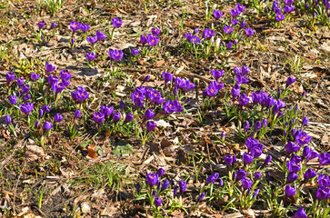 Field of Crocuses vernus (spring crocus, giant crocus) in spring