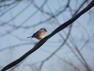 Bluebird on a wire