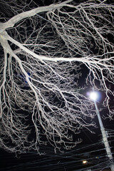 background of old tree