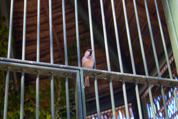 bird in cage