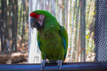 red and green macaw