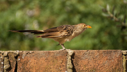 Funny bird in the garden