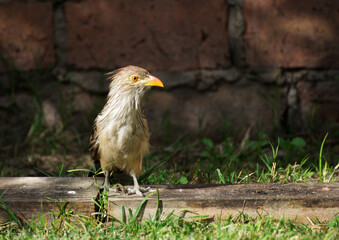 Funny bird in the garden