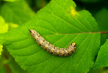 A huge thick caterpillar on a green leaf .Pest control. Crop loss from insect invasion. Caterpillar with a sharp spike.