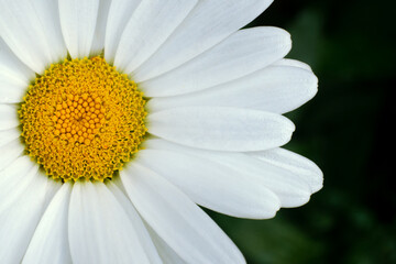 A large white daisy on an artistically blurred background.Macrophotography of a daisy with white petals.