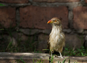 Funny bird in the garden