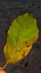 green leaf fallen from tree with caterpillar mark