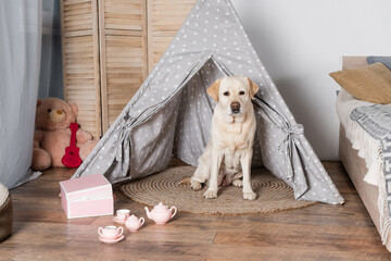 labrador dog sitting in wigwam near toy tea set and teddy bear. © LIGHTFIELD STUDIOS