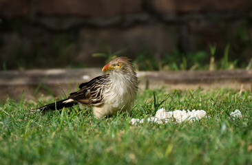 Funny bird in the garden