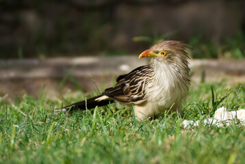 Funny bird in the garden