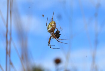 Closeup picture of the wasp spider Argiope bruennichi (Araneae: Araneidae), an orb-web spider photographed eating a wasp (Vespula species) in a heathland in southern Germany on a sunny summer day.