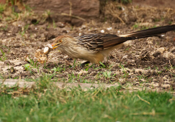 Funny bird in the garden