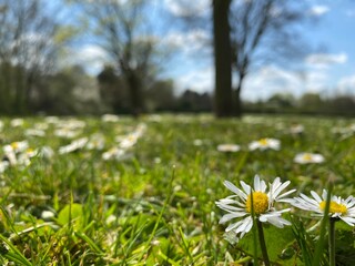 field of daisies